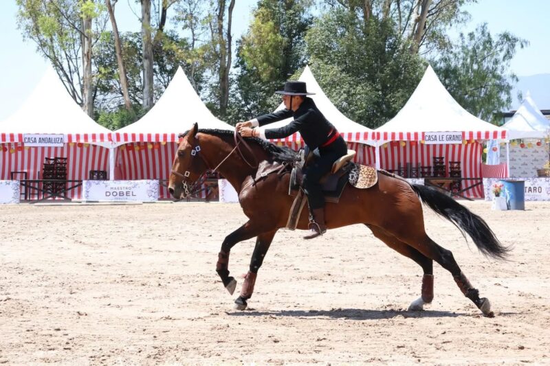 Caballo Pura Sangre Lusitano