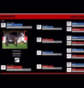 Caballo Pura Sangre Lusitano