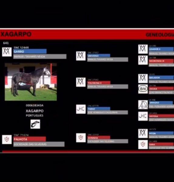 Caballo Pura Sangre Lusitano