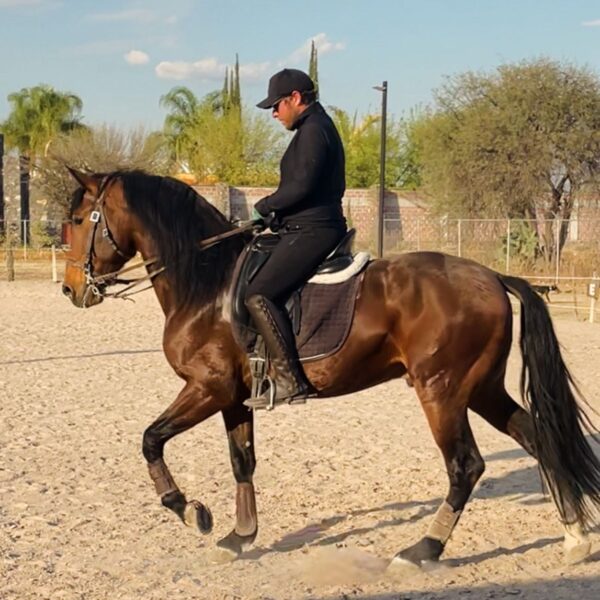 Caballo Pura Sangre Lusitano