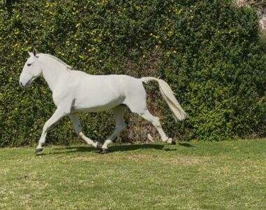 Espanto da broa, caballo pura sangre lusitano, importado de Portugal