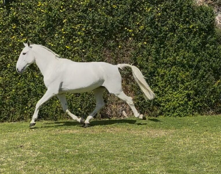 Espanto da broa, caballo pura sangre lusitano, importado de Portugal