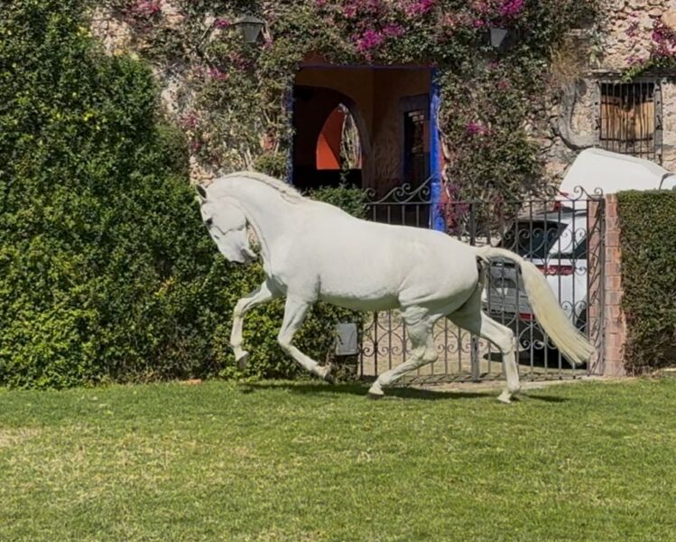 Espanto da broa, caballo pura sangre lusitano, importado de Portugal
