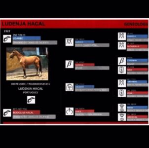 Caballo Pura Sangre Lusitano