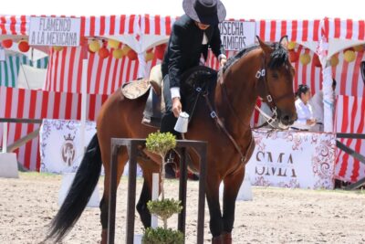 Caballo Pura Sangre Lusitano
