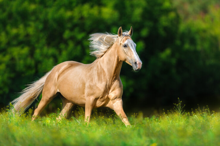 Caballo de salto