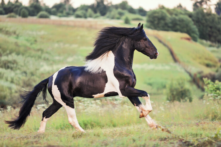 VENDIDO Caballo pinto