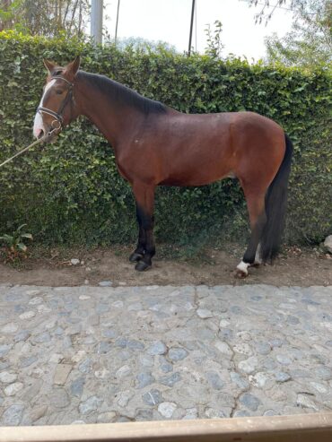 NATIVO Luso-warmblood